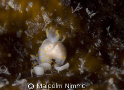 Laying eggs on kelp..  by Malcolm Nimmo 